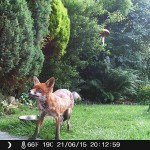 Fototrappole LKM Security per la videosorveglianza di case in campagna, paintball, telecamere da caccia